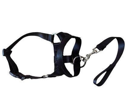 Stress-Free Walks with a Training Leash | Train Smart, Walk Happy big dogs big hugs, Ltd.