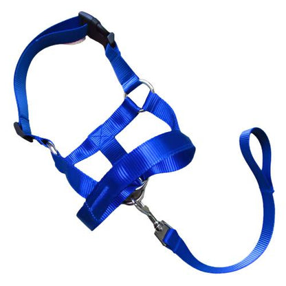 Stress-Free Walks with a Training Leash | Train Smart, Walk Happy big dogs big hugs, Ltd.- royal blue
