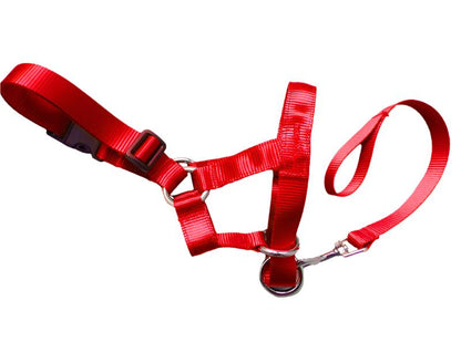Stress-Free Walks with a Training Leash | Train Smart, Walk Happy big dogs big hugs, Ltd.-red